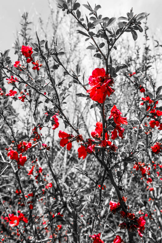 Cheekwood Gardens Red Floral Photography Print Home Décor