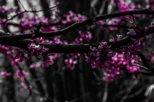 Cheekwood Gardens Dogwood Blooms Photography Print
