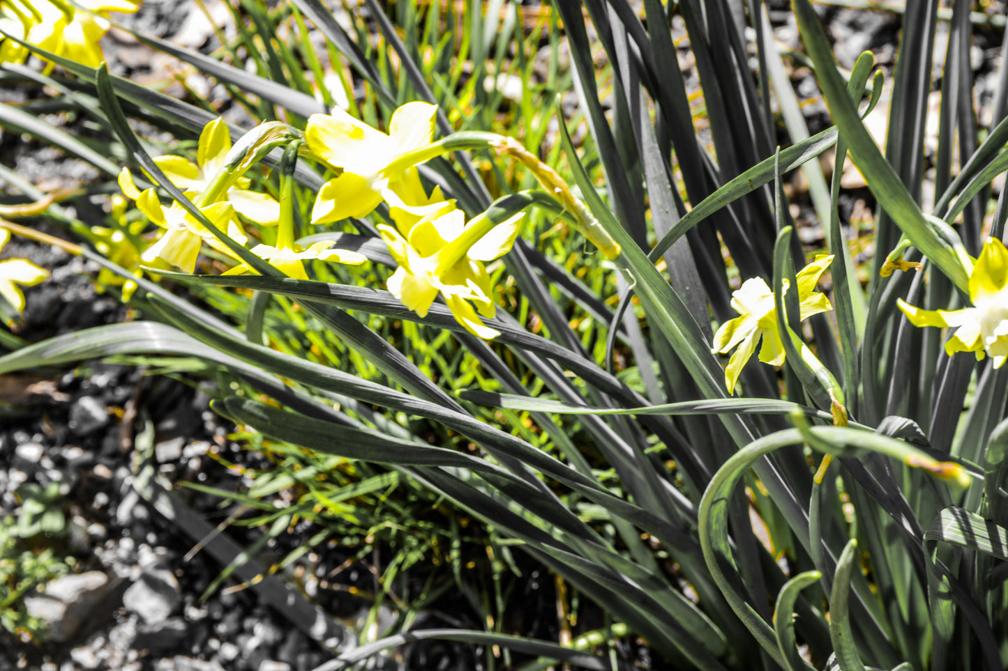 Cheekwood Gardens-Yellow Blossom