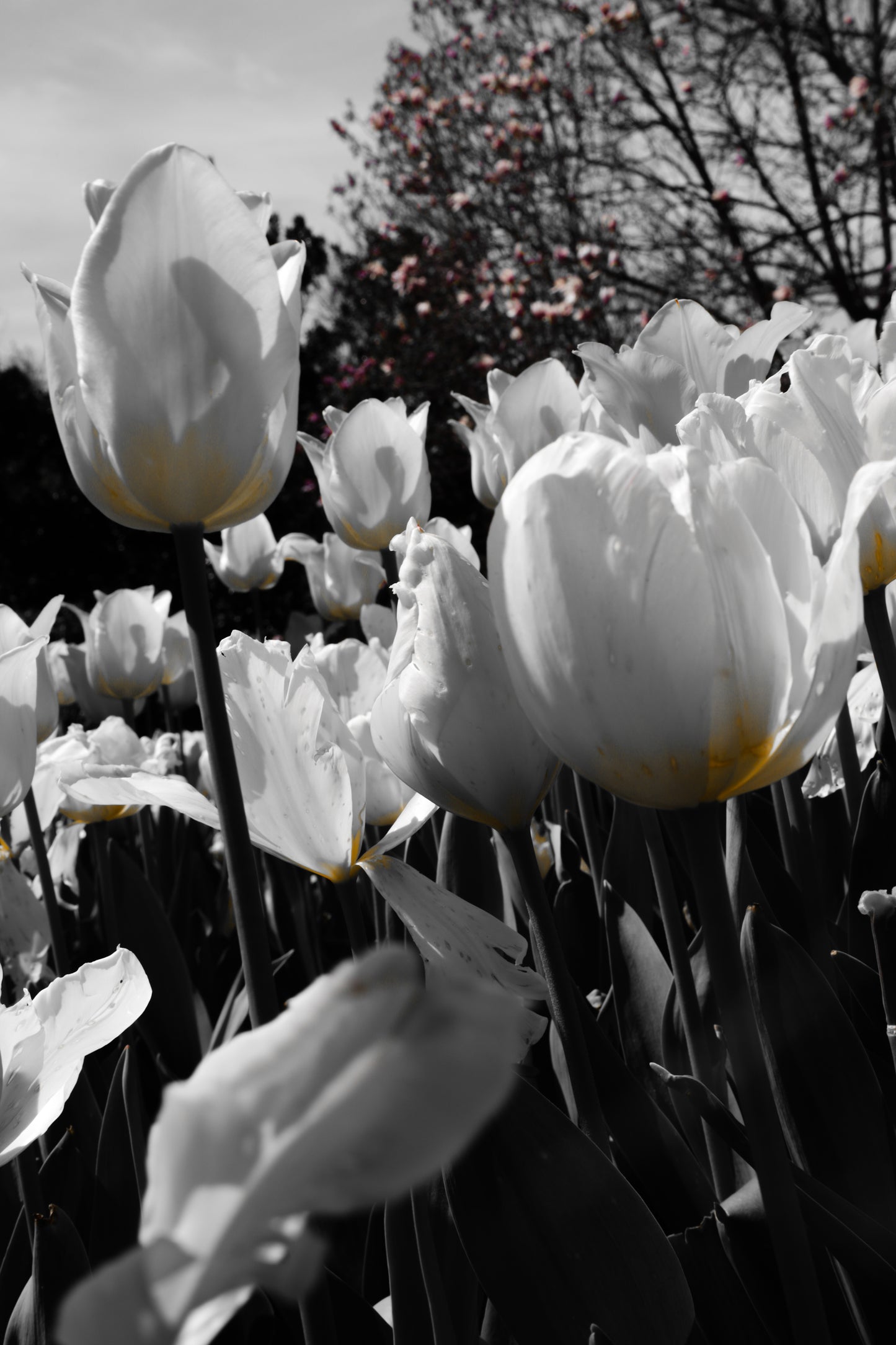 Cheekwood Gardens White Tulips Wall Art Photography