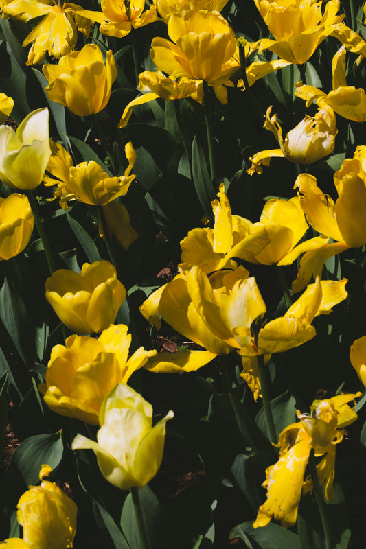 Cheekwood Gardens Yellow Tulips Photography Art Print