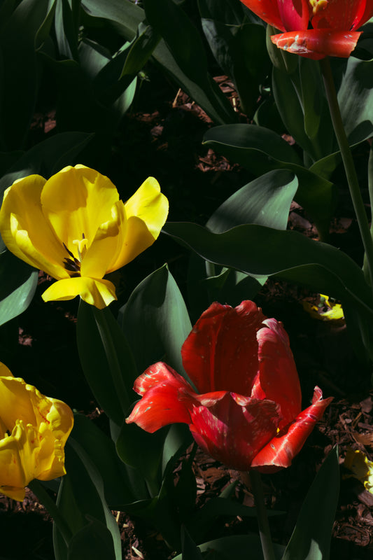 Cheekwood Gardens Yellow & Red Blooms Photography Art Print