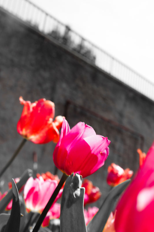 Cheekwood Gardens Wall of Tulips Photography Wall Art