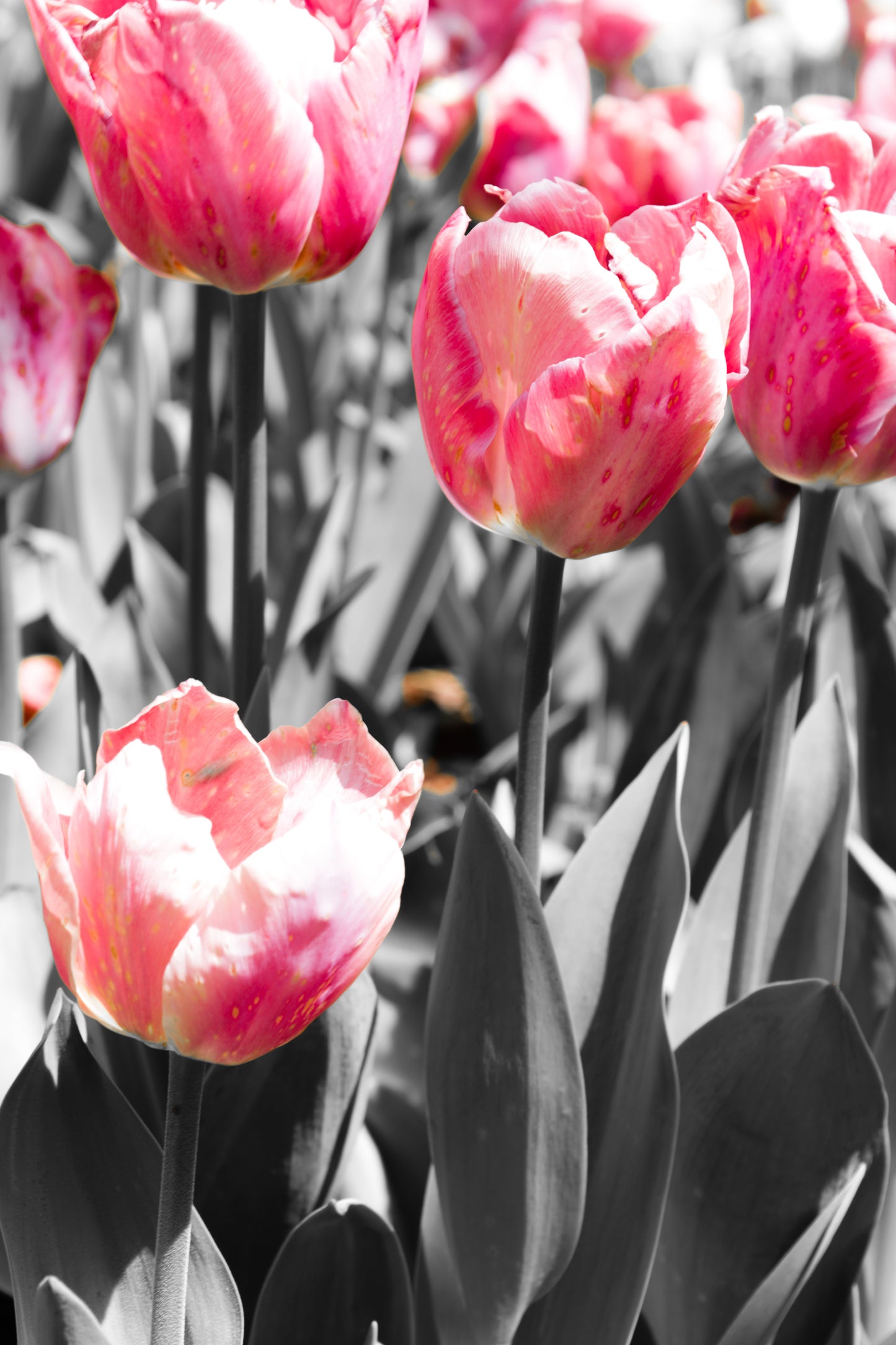 Cheekwood Gardens Pink Tulips Wall Art Photography