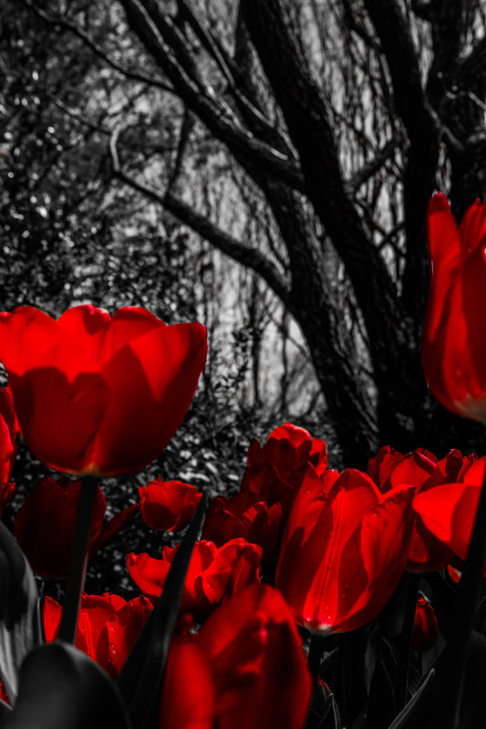 Cheekwood Gardens Red Blooms Photography Wall Art