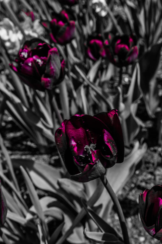 Cheekwood Gardens Black Blooms Photography Wall Art
