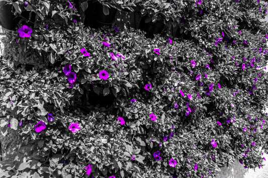 Cheekwood Gardens Purple Blooms Photography Wall Art