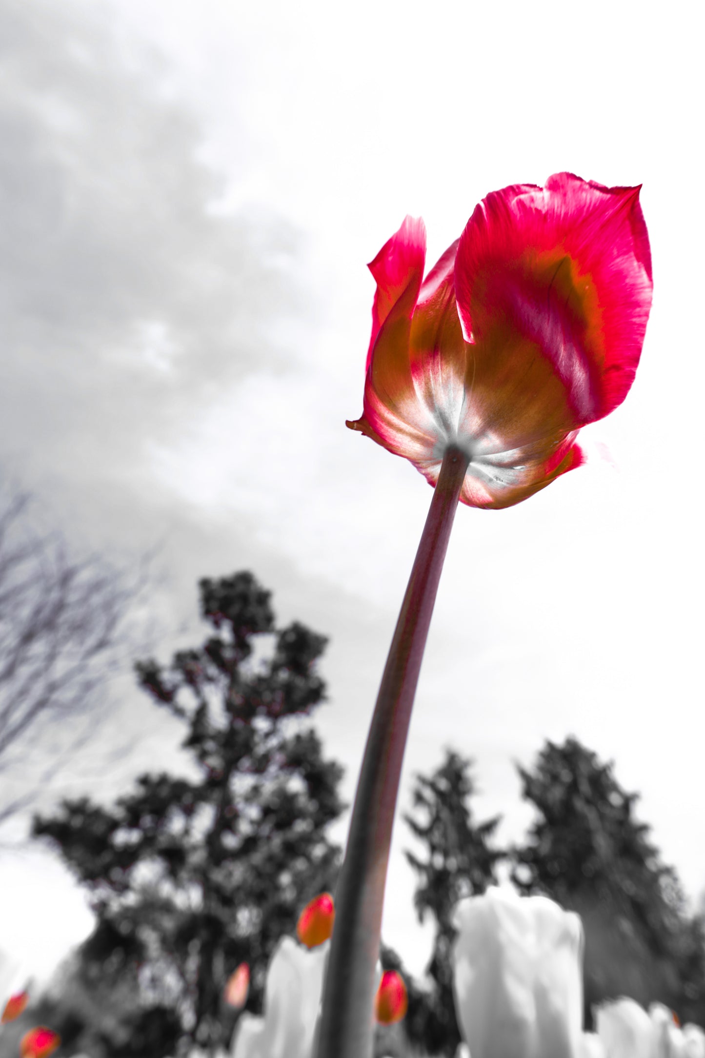 Cheekwood Gardens Single Tulip Wall Art Photography