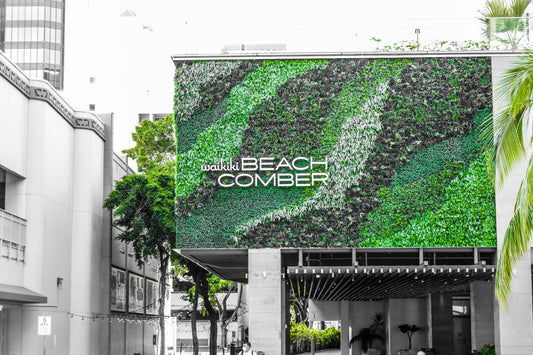 Beach Comber Hawaii Photography Print
